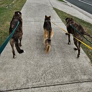 Gaven, Queensland, Australia