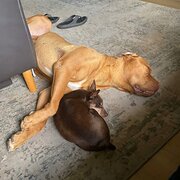 Woodford, Queensland, Australia