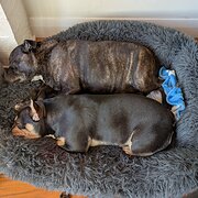 Newstead, Tasmania, Australia