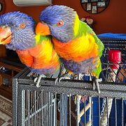 Virginia, South Australia, Australia