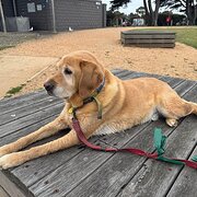 Drysdale, Victoria, Australia