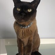 Clayfield, Queensland, Australia