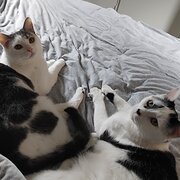 Gordon, Australian Capital Territory, Australia