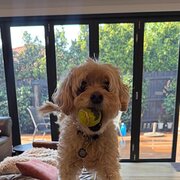 Glen Iris, Victoria, Australia