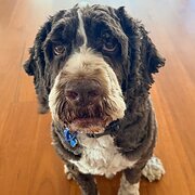 St Lucia, Queensland, Australia