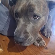 Croydon Park, South Australia, Australia