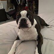 Drummoyne, New South Wales, Australia