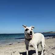 Yangebup, Western Australia, Australia