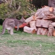 Drummond, Victoria, Australia