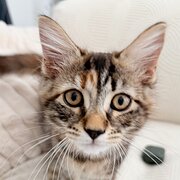 Ripley, Queensland, Australia