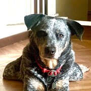 Hobartville, New South Wales, Australia