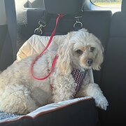 Gwandalan, New South Wales, Australia