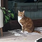 North Narrabeen, New South Wales, Australia