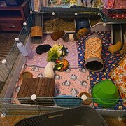 Moonah, Tasmania, Australia