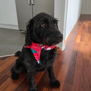 Ngunnawal, Australian Capital Territory, Australia