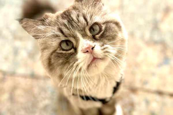 Dubai, Dubai, United Arab Emirates