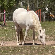 Tamborine, Queensland, Australia
