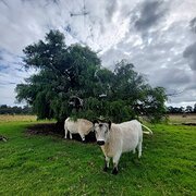 Marybrook - Western Australia 6280, Western Australia, Australia