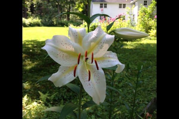 Bristol,Vermont,United States