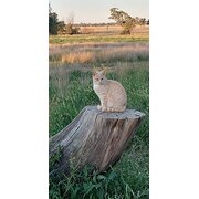Dubbo, New South Wales, Australia