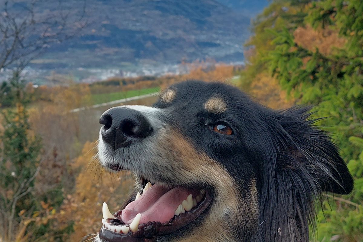 Arbaz,Valais, Switzerland