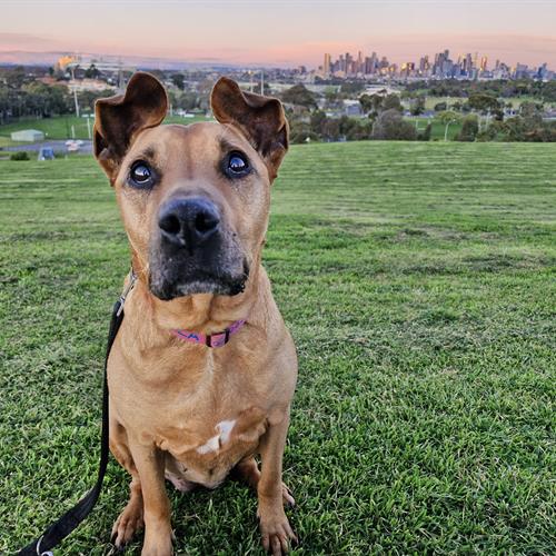 FOOTSCRAY, VIC 3011, Australia