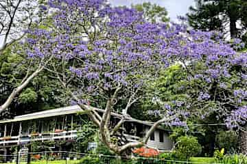 Bellingen,New South Wales,Australia