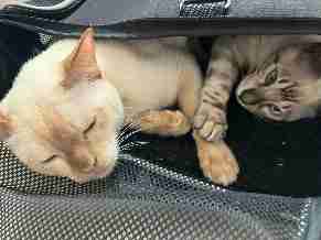 Bacachari, Curitiba, Curitiba, Paraná, Southern Brazil Brazil