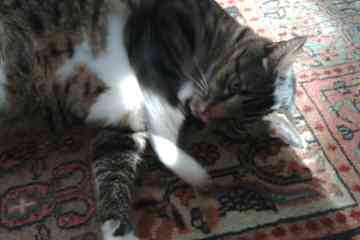 Black Mountain,North Carolina,United States