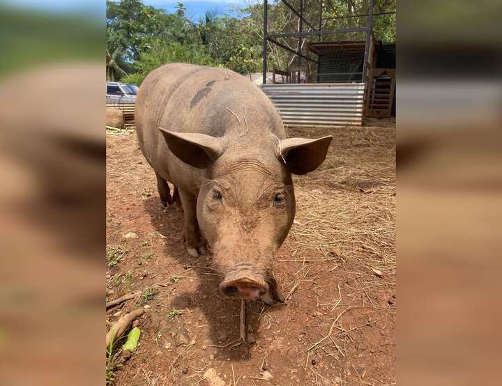 Provincia de Puntarenas, Costa Rica