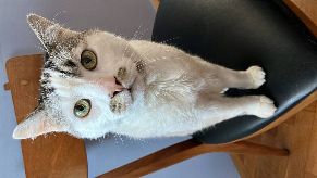 Bezigrad, Ljubljana, Central Central Europe Slovenia