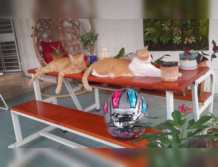 Bang Chak, Khet Phra Khanong, Krung Thep Maha Nakhon, Thailand