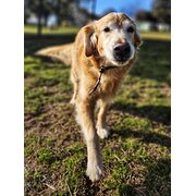 Franklin, Australian Capital Territory, Australia