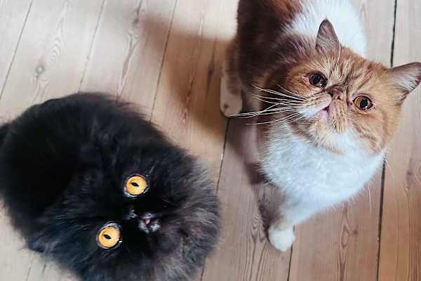 Frederiksberg, Capital Region, Denmark