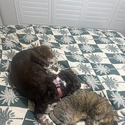 Ngunnawal, Australian Capital Territory, Australia