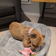 Brighton, Tasmania, Australia