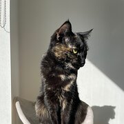 Dickson, Australian Capital Territory, Australia