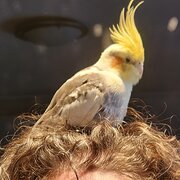 Holt, Australian Capital Territory, Australia