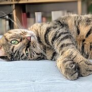 Huntingfield, Tasmania, Australia