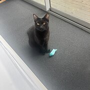 East Launceston, Tasmania, Australia