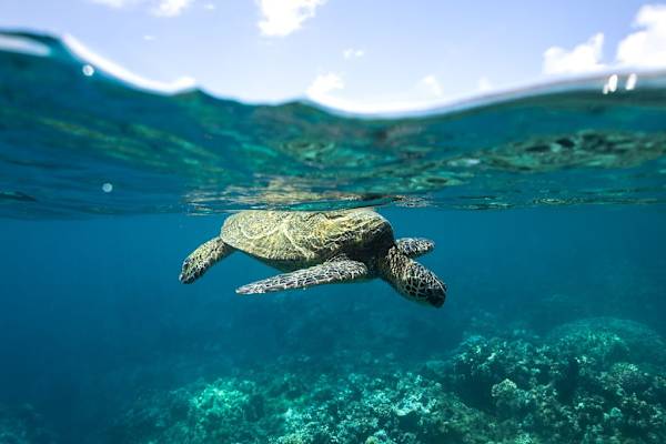 Makawao, Hawaii, United States