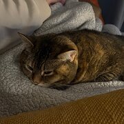 Bellerive, Tasmania, Australia