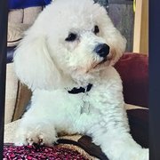 Mumbles, swansea, Wales, UK