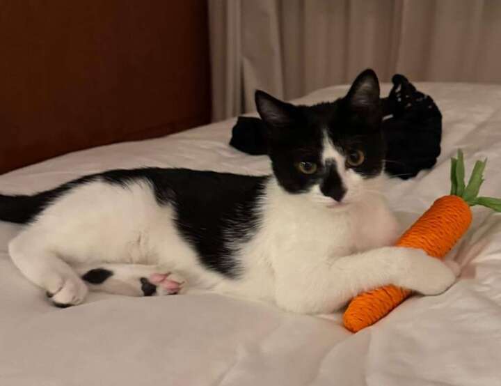 Al Safouh Second, Dubai, United Arab Emirates