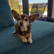 Chapman, Australian Capital Territory, Australia