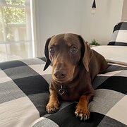 Macarthur, Australian Capital Territory, Australia