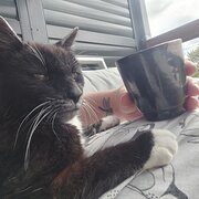 Lutana, Tasmania, Australia