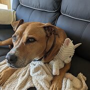 Riverside, Tasmania, Australia