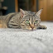 Greenway, Australian Capital Territory, Australia