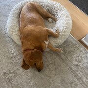 Hamlyn Terrace, New South Wales, Australia